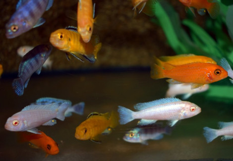 Pseudotropheus Mbuna Mixed M