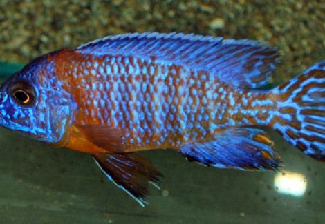 Aulonocara Nyassae Orange S