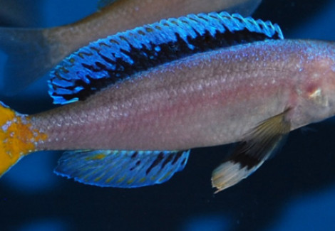 Cyprichromis Leptosoma Chituta Neon L