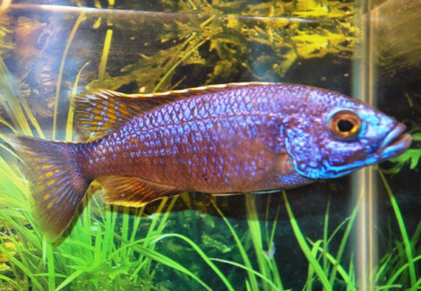 Sciaenochromis Fryeri Iceberg S