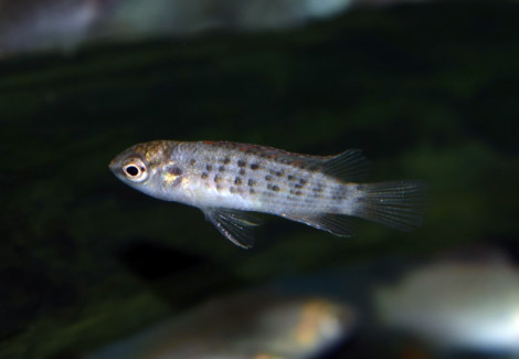 Badis Ruber M