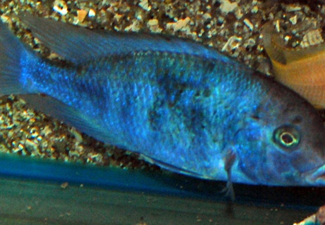 Cyrtocara Moorii L