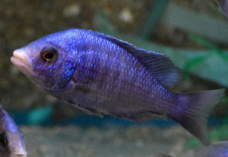 P. Phenochilus Mdoka White Lips M/L