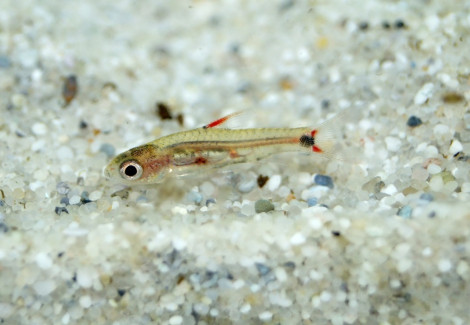 Barboides Gracilis M