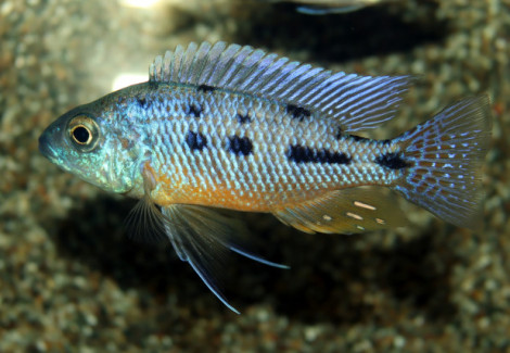Protomelas Spilonotus S/M