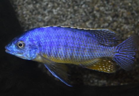 Protomelas Taeniolatus Blue/Gold M/L