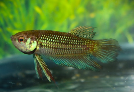 Betta Mahachaiensis L