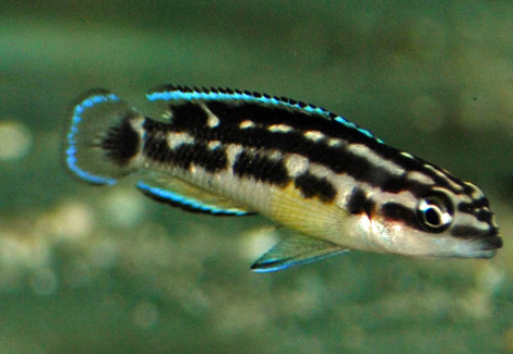 Julidochromis Transcriptus Black M/L