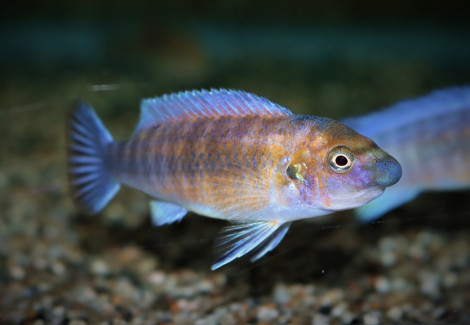 Labeotrop. Trewavasae Chilumba M