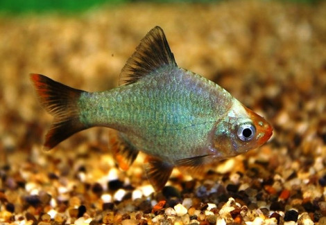 Puntigrus Tetrazona Cobalt M/L