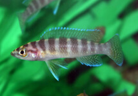 Neolamprologus Cylindricus L