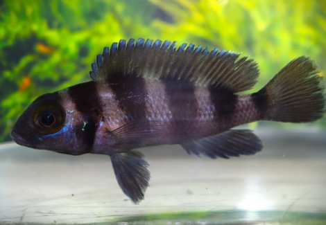 Neolamprologus Tretocephalus M