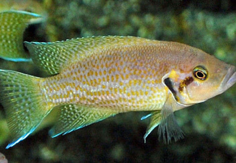 Neolamprologus Helianthus S