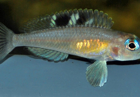 Lamp./Neolamprologus Kungweensis S