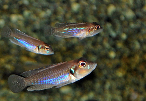 Lamprologus Ocellatus S