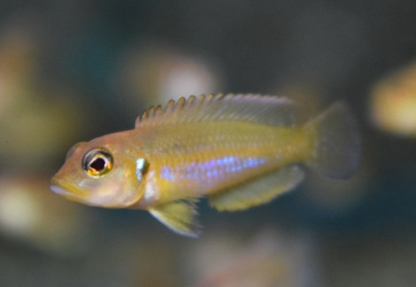 Lamprologus Ocellatus Gold S