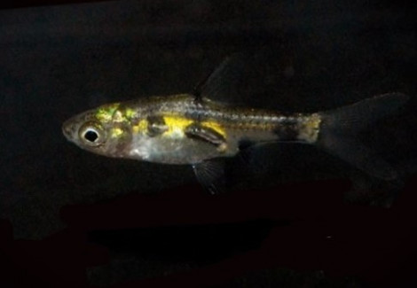 Pethia Canius M