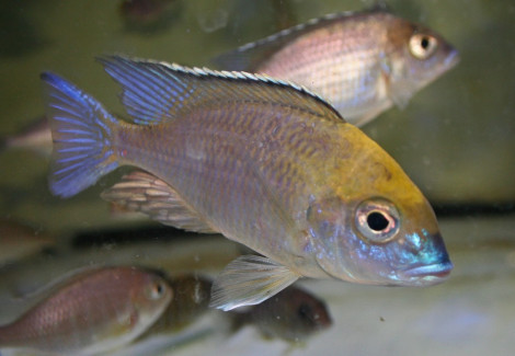 Lethrinops Monkey Bay M