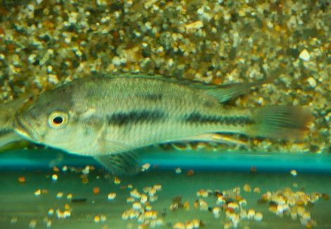 Haplochromis Latifasciatus M