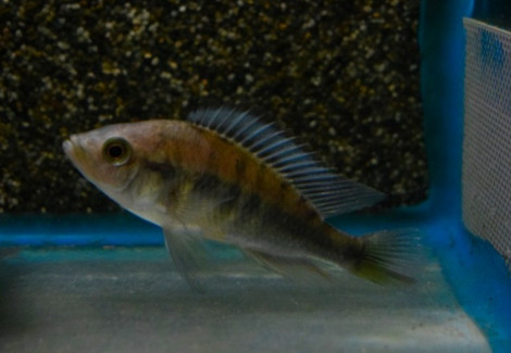 Haplochromis Chilotes M