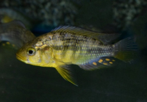 Pseudocrenilabrus Multicolor (Maschio) L