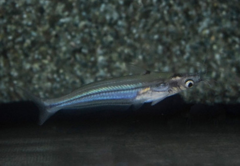 Pseudotropius Moolenburghae L