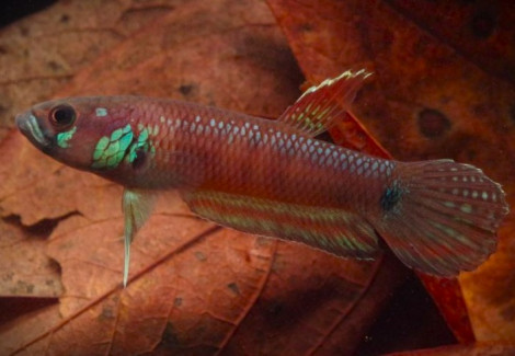 Betta Pallifina L