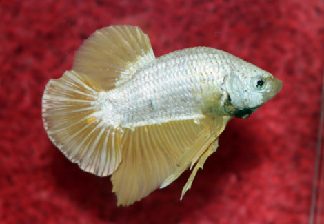 Betta Sp. Plakat Platinum Gold Maschio  L