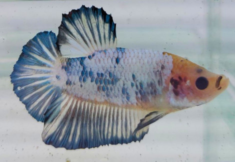 Betta Sp. Plakat Pearl Blue Maschio Xl