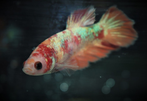 Betta Sp. Plakat Koi Nemo Femmina M