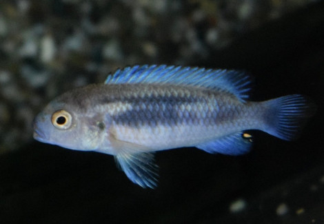 Pseudotr. Sp. Polit S