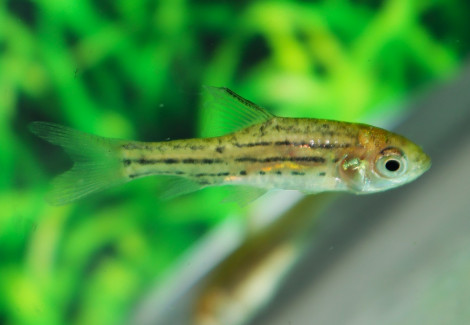 Desmopuntius Johorensis M