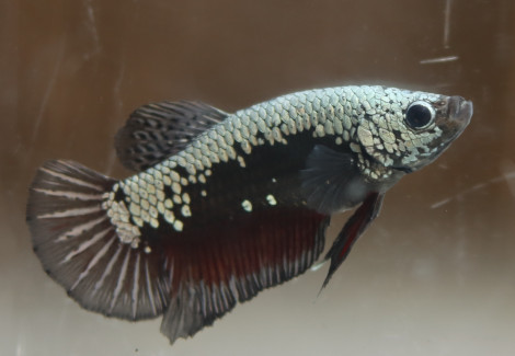 Betta Sp. Plakat Green Samurai Maschio L