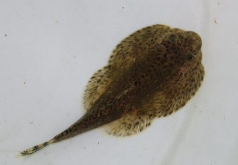 Beaufortia Kweichowensis L