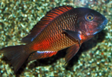 Tropheus Moorii Moliro S