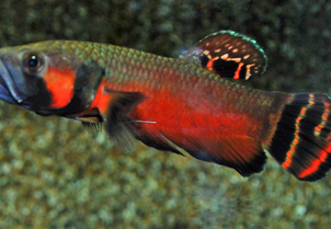 Betta Macrostoma  Xl