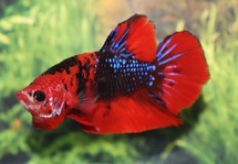 Betta Sp. Plakat Fancy Male Xl