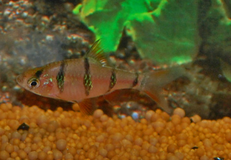 Desmopuntius Pentazona S