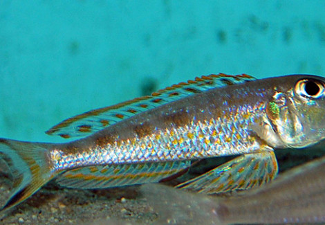 Xenotilapia Ochrogenys Ndole M