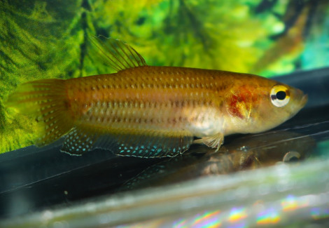 Betta Edithae M