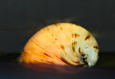 Neritina Pulligera Albino M