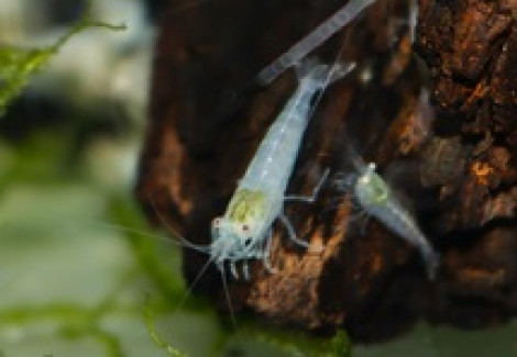 Caridina Pareparensis Parvidentata S