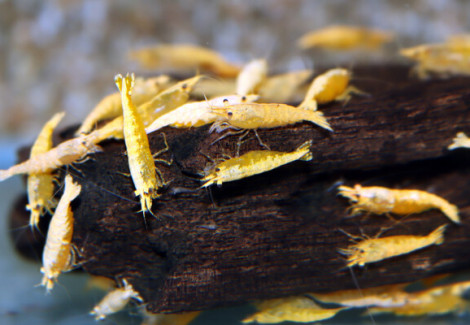 Neocaridina Davidi Sunkist Gold Powder L