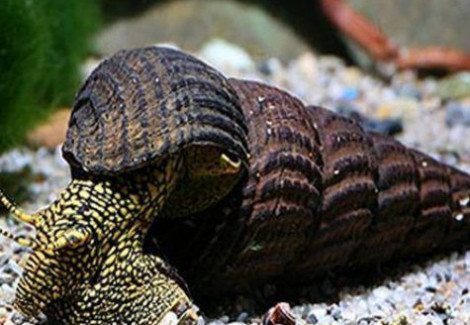 Tylomelania Towutensis L