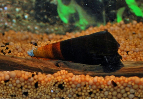Faunus Ater Bicolor L