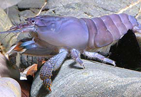 Atya Gabonensis Xxl