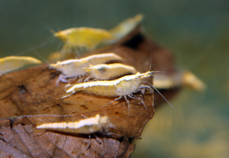 Neoc. Heteropoda Var. Yellow L