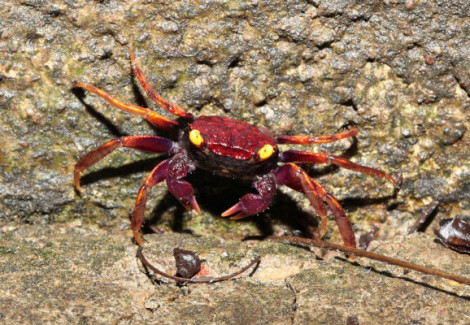 Geosesarma Sp. Daredevil M