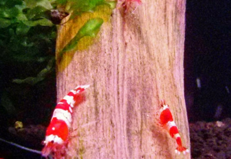 Caridina Crystal Red M
