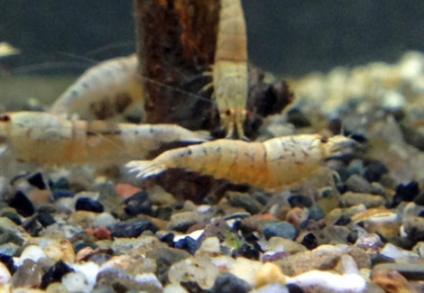 Caridina Sp. Crystal Gold M